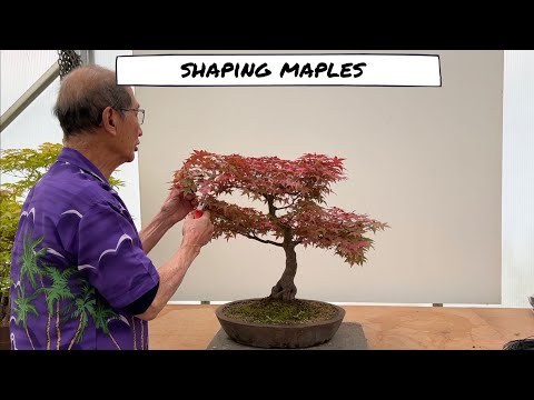 Shaping Maples