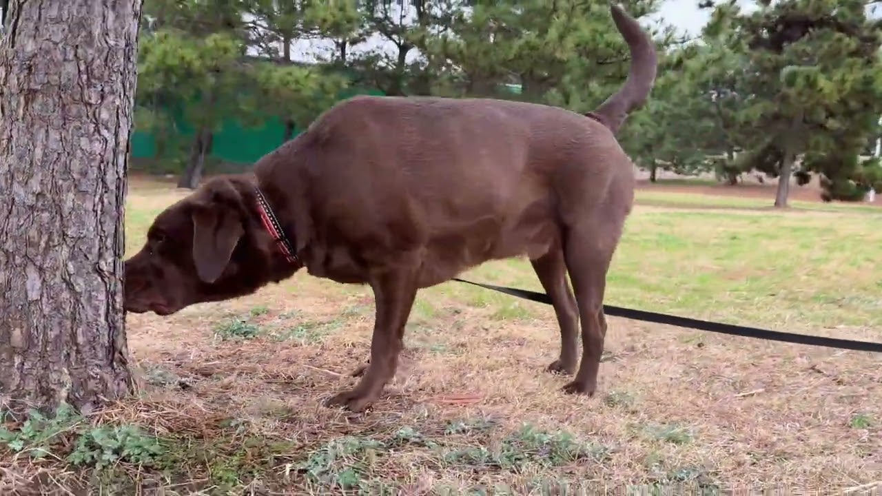 2026.3.3 ドッグラン動画