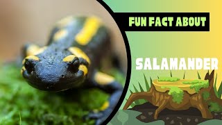 The Magical World of Salamander Mystery and Diversity