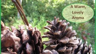 How To Make Scented Pine Cones