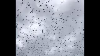 So. Many. Birds. at the Cape May Fall Migration Festival