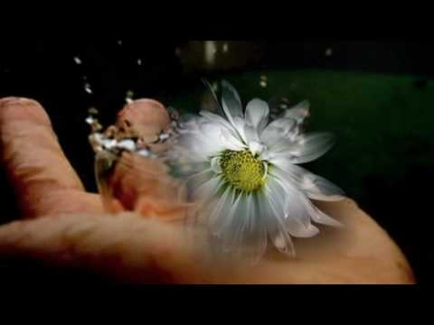 fallen for rain