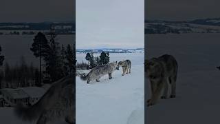 GIANT MAINE COON CAT MEETS WOLF!