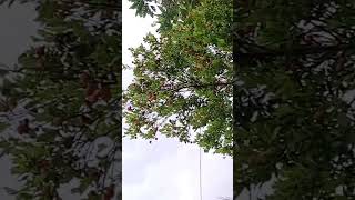 maraming hinog Yung Sunkist mga kababayan like share salamat po