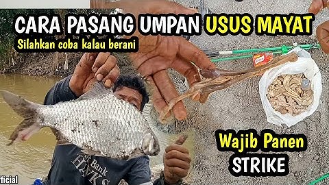 Banyak pemancing yang belum tau mancing pakai umpan usus bercabang ini