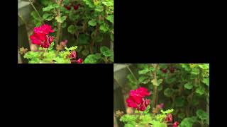 Filters Soft FX 3 Filter Used for Special Effects screenshot 5