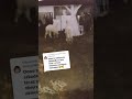 Kiedy mama mówi że czas spać 🙈🦙❤️ #alpakitotu #wojtkowyje #alpacas #alpaka #funny #idziemyspać