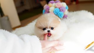 Micro size super mini teacup pomeranian 'DESTINY'💕