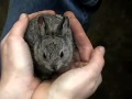 Pigmi zec je najmanja rasa zečeva na svijetu