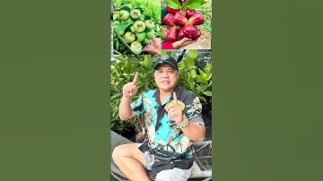 Vì sao Mận Hồng MST & Mận Xanh Đường Sóc Trăng luôn HOT