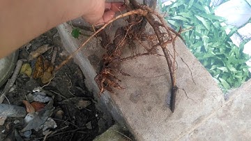 Bán cây thuốc An Xoa cây khô và cây giống - A Thiện 0377841339