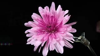 Mesmerizing Macro Footage Of Burning Flowers - A Bittersweet Spectacle