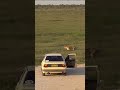 Lions Encounter in Etosha National Park, Namibia