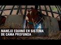 Manejo equino en sistema de cama profunda - TvAgro por Juan Gonzalo Angel Restrepo