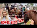I Had To Take All The Horses To The Vet! | In ONE VIDEO