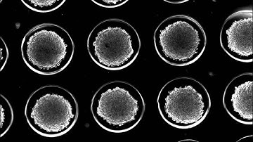Time Lapse Video of Self-Assembly of Large MSC Spheroids on the 3D Petri Dish - Microtissues