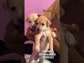 4 குட்டி dog adoption வந்திருக்கு🐶🐶 #kanyakumaridoglover #care #rescue #adoption #pets
