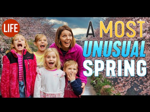A Most Unusual Spring | Life in Japan Episode 49