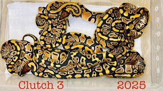 Ball pythons… Clutch #3 of 2025… Blade Clown x Mahogany hatchlings