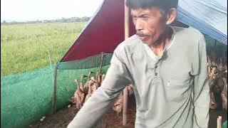 Here's How to Raise Pangon Ducks to Produce Lots of Eggs