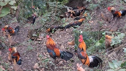 Bẫy gà rừng mà ra nhiều như này là OK 👌quá.qaib qus ntxuaj ti qua zoo tiag tiag 