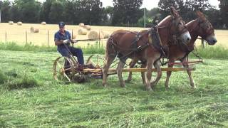 Mules Mow Hay in Woodbury TN