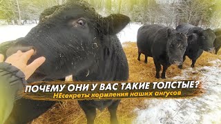 видео: ПОЧЕМУ ОНИ У НАС ТАКИЕ ТОЛСТЫЕ?  НЕсекреты кормления наших ангусов картинка: ПОЧЕМУ ОНИ У НАС ТАКИЕ ТОЛСТЫЕ?  НЕсекреты кормления наших ангусов