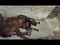 My Goats are Taking Rest | My Goats are Sleeping |