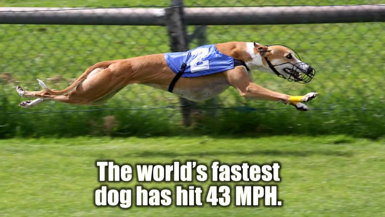 The Top 10 Fastest - The Top 10 Fastest Things in The World 2015 hd ...