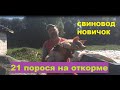 21 порося на откорме! Перевозим в новый сарай! Отремонтировали бункерную кормушку. Свиноводство.