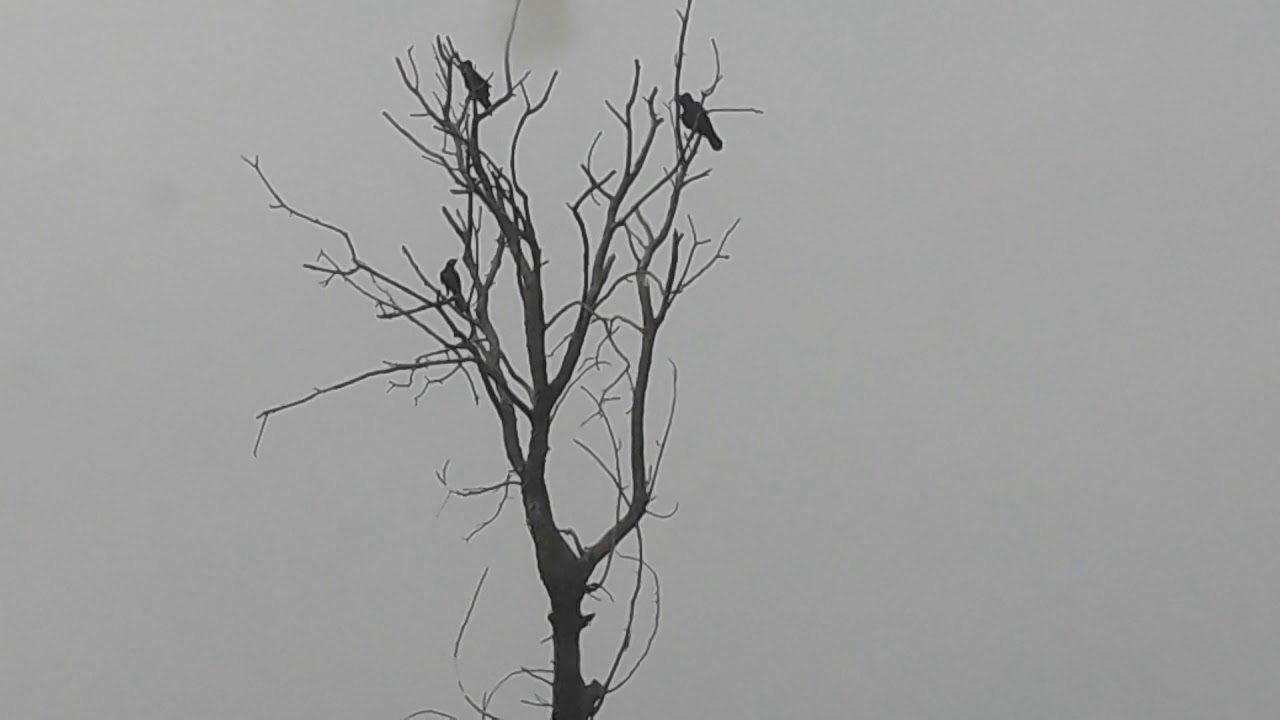 Non living dry tree is standing to give support to others life - YouTube