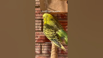 #سورة_الانسان #قرآن #مشاري_العفاسي #المصحف #السعودية #العراق #طيور #البادجي #quran #birds #budgies