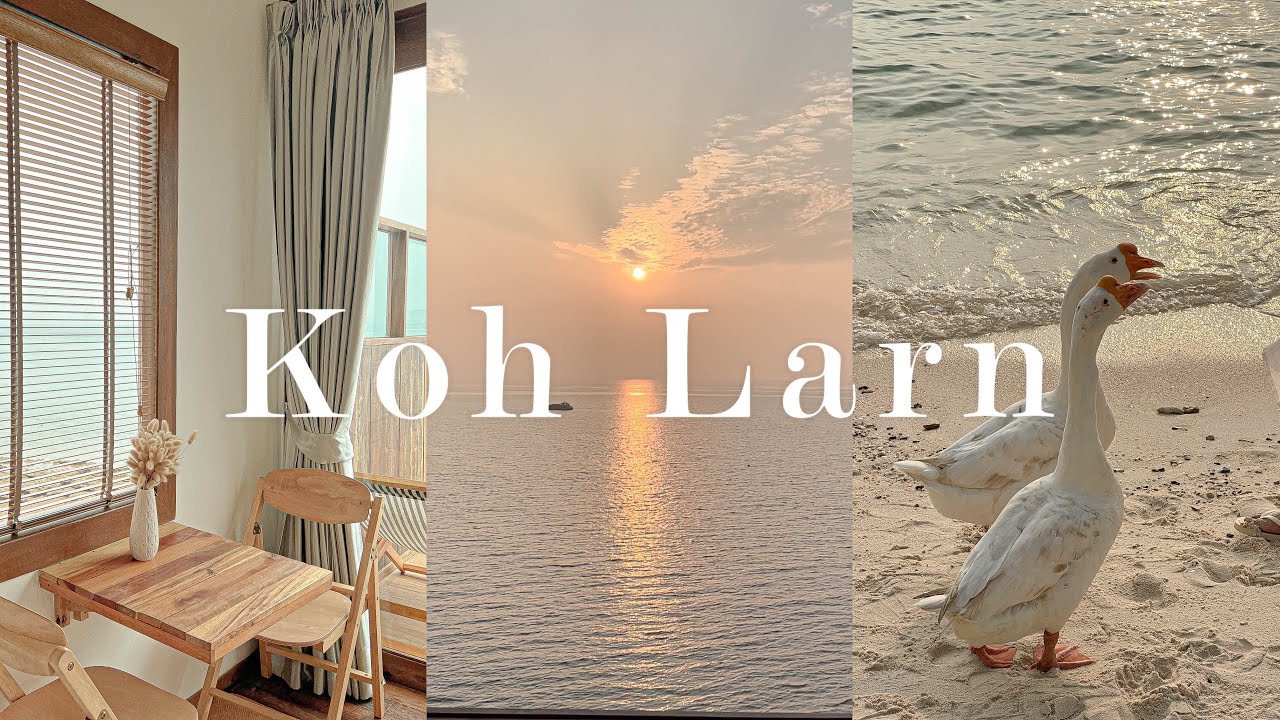 เกาะล้าน | Akina beach resort ดูห่านที่หาดเทียน 🦢