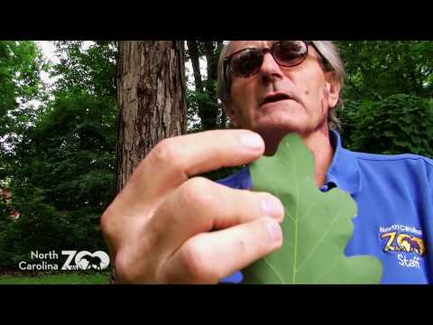 वीडियो: क्या उत्तरी कैरोलिना में ओक के पेड़ उगते हैं?