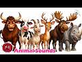 Big Horn Friends! 🦌🦏 | Fun Animal Song for Kids! Bull (Cow), Goat, Deer, Moose, Rhino