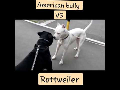 Rottweiler vs Argentina 😱