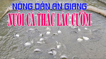 Cận Cảnh Ao Nuôi 100 Ngàn Con Cá Thác Lác Cườm (Cá Nàng Hai) Ở An Giang, Mô Hình Chăn Nuôi I HQV