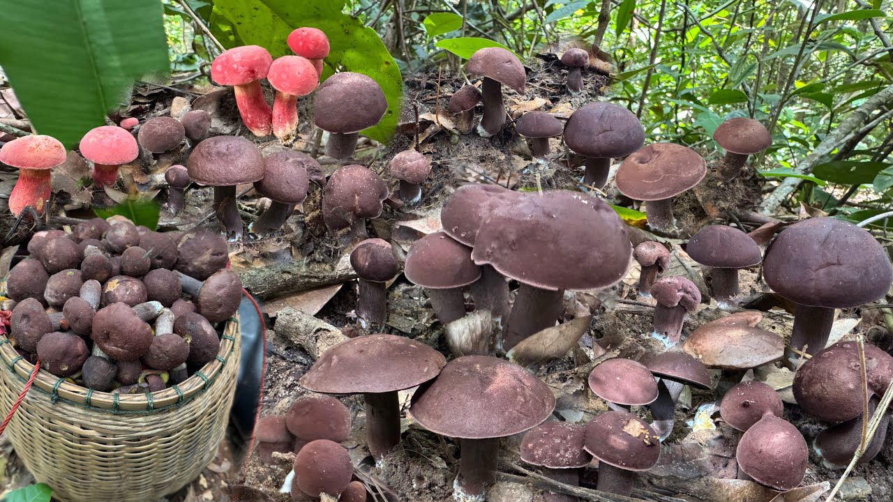 หมานโพดโพเห็ดผึ้งช็อกโกแลตออกใหม่มีแต่ดอกสวยออกเป็นหมู่ๆหมานอลังการเต็มตระกร้าจนล้น 5/8/68