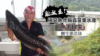 極惡魚虎趁旱災稱霸苗栗水庫濫情放生害｢魚不聊生!｣ #獨家 ... 