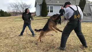 Jackdaw de Rossi - Training Session 12/22/2018