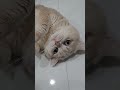 #sarang #cat