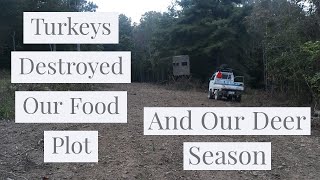 Turkeys Destroyed our Food Plot