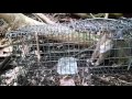 Longtailed weasel in live trap