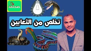 كيف تتخلص من الثعابين في المنزل