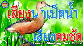 นกเป็ดน้ำ นกเป็ดแดง เสียงนกเป็ดน้ำ ชัด100% เสียงนกเป็ดต่อกลางคืน ได้ผล100% เสียงนกเป็ดใหม่ล่าสุด screenshot 2