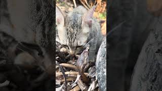 Meow eating fish 🐠😋 #cat #animals #shorts #meow
