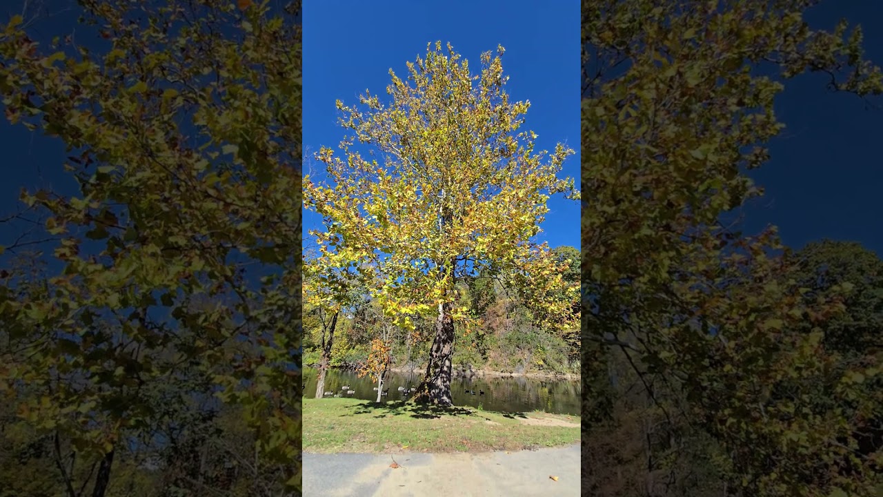 Beautiful Fall Colors @ Laurel Creek Park - Damascus, VA - 10.20.25