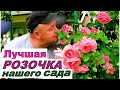 Кто лучшая РОЗОЧКА нашего сада? Красота плетистых роз