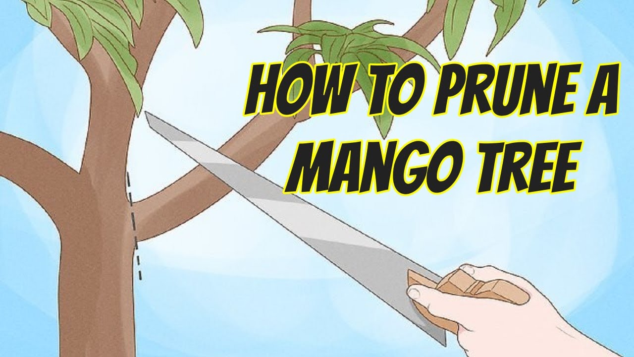 How to Prune a Mango Tree - YouTube