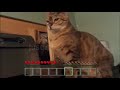 Cat gets slapped (Minecraft Version)